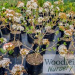 Viburnum x burkwoodii 'Anne Russell'
