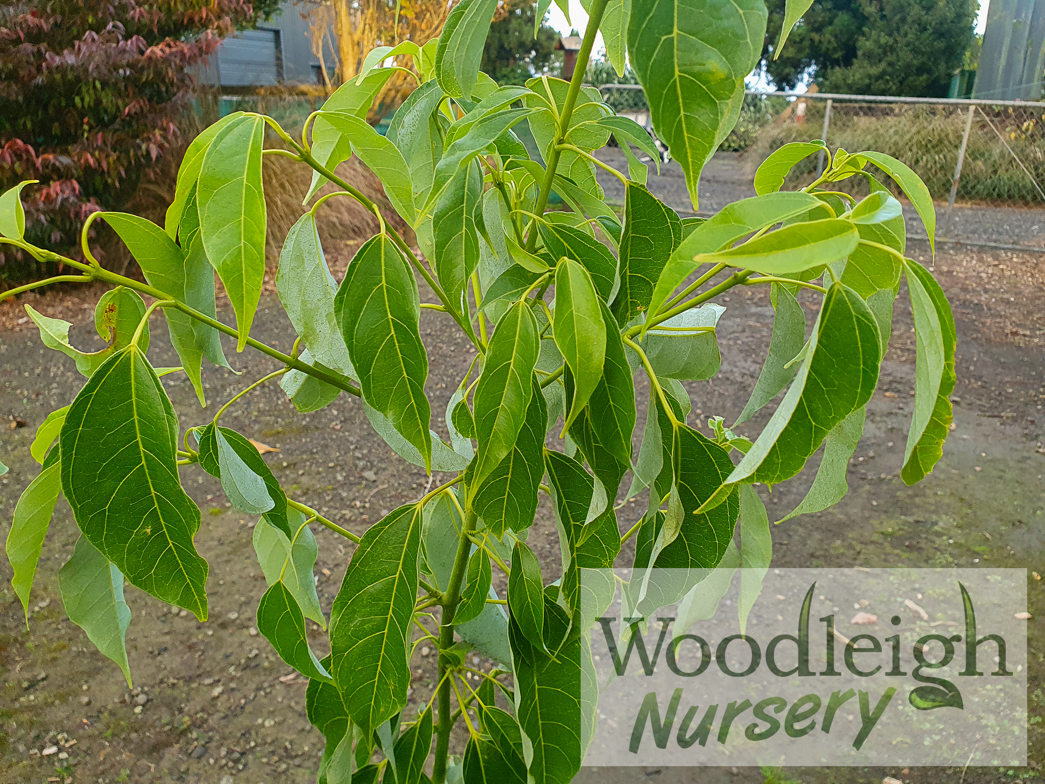 Acer laurinum (Laurel maple)