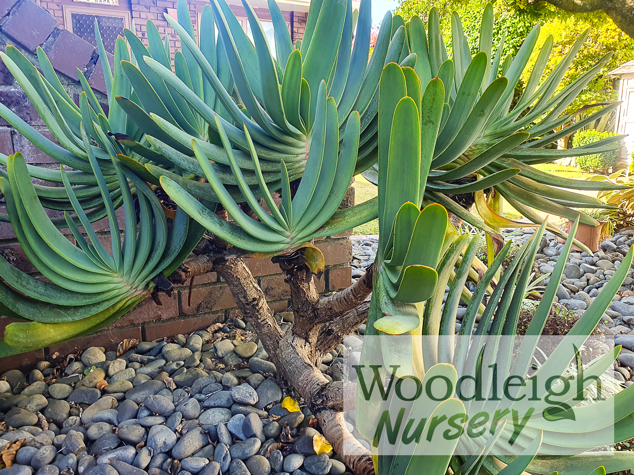 Aloe plicatilis (Fan Aloe)