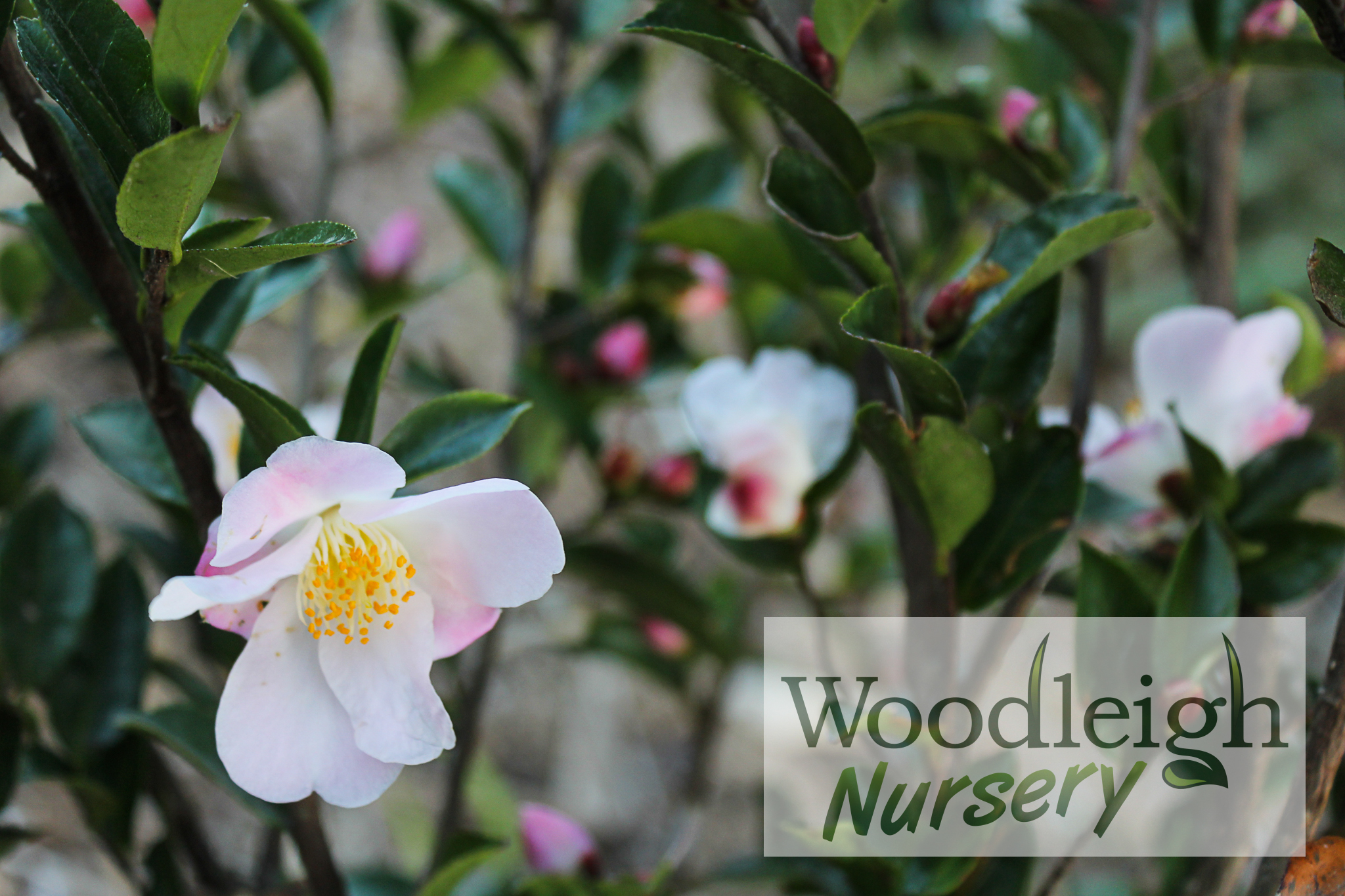 Camellia Fairy Blush