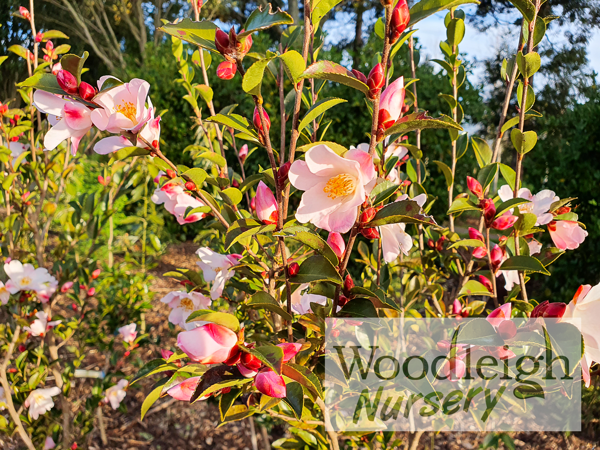 Camellia lutchuensis Fairy Blush