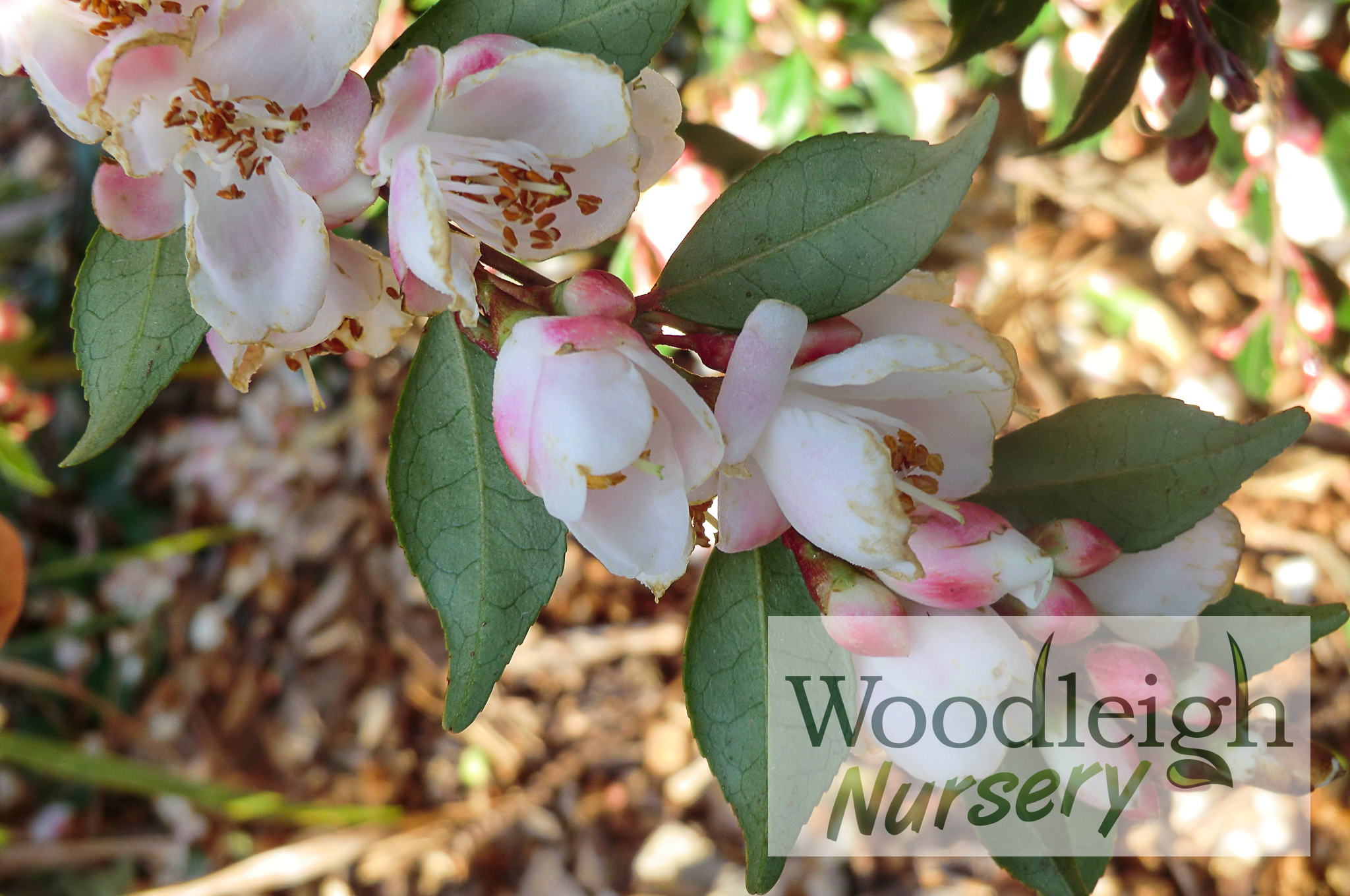 Camellia lutchuensis var. minutiflora