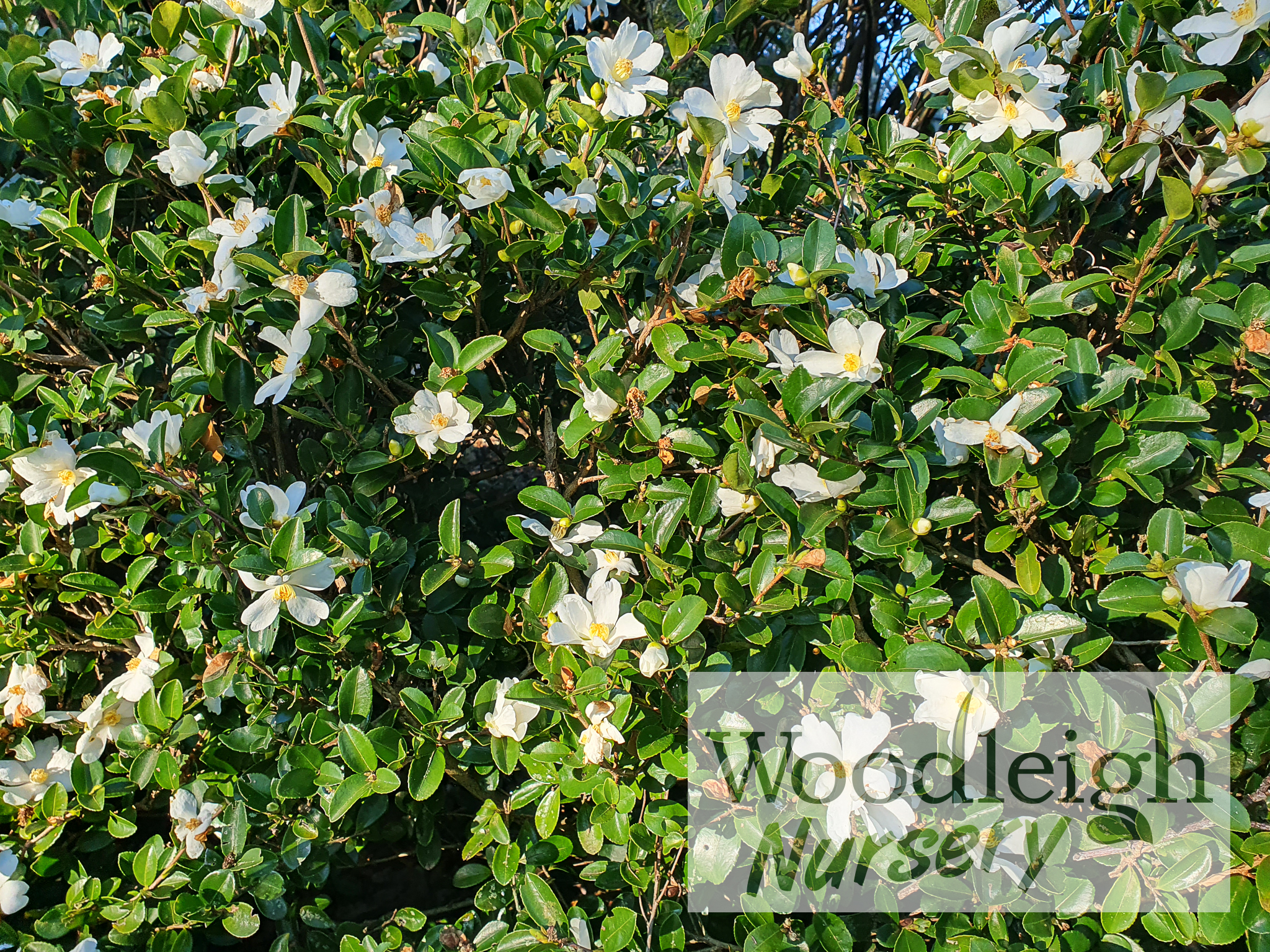 Camellia microphylla