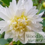 Dahlia imperialis Double White