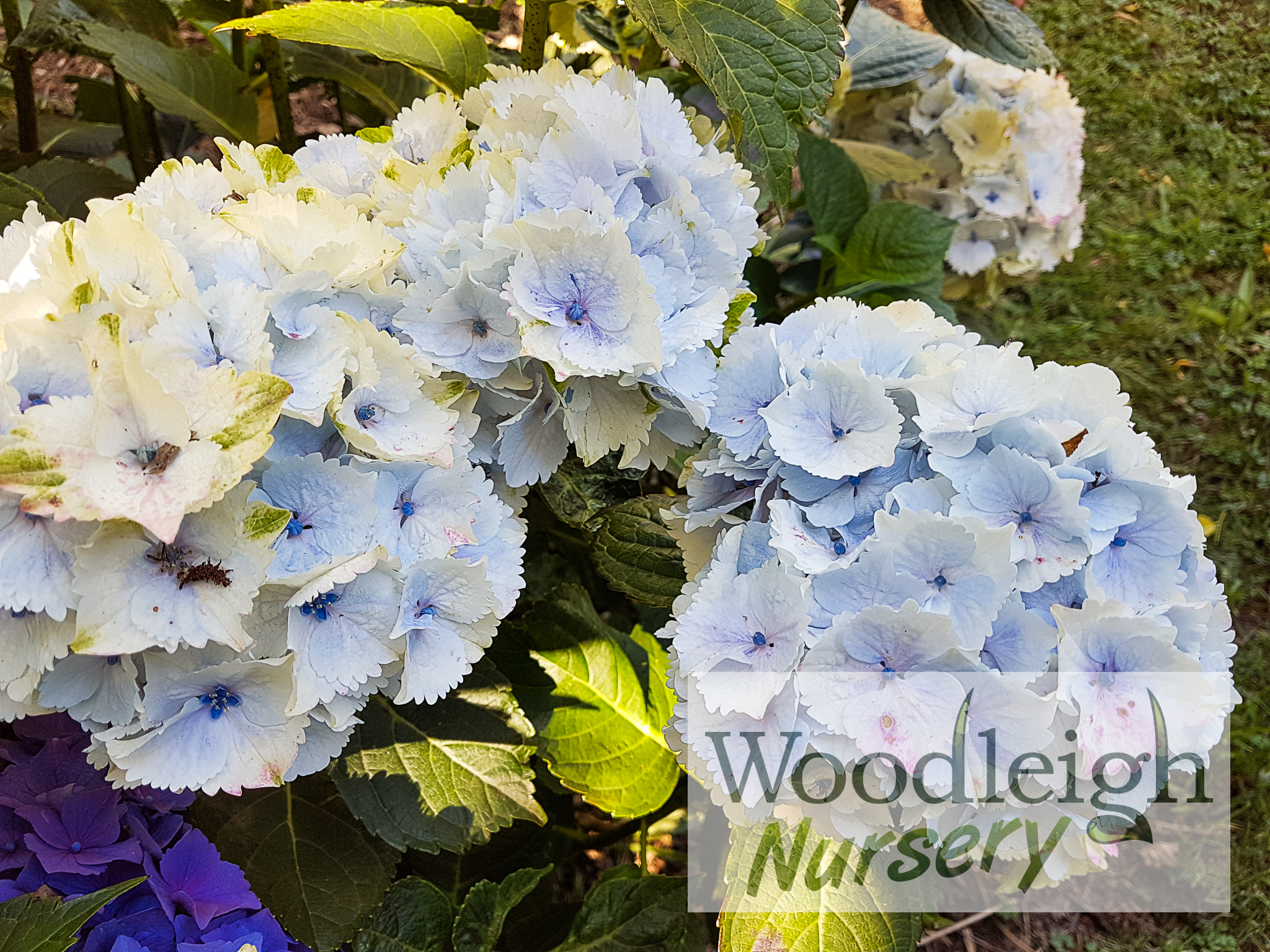 Hydrangea macrophylla Emerald