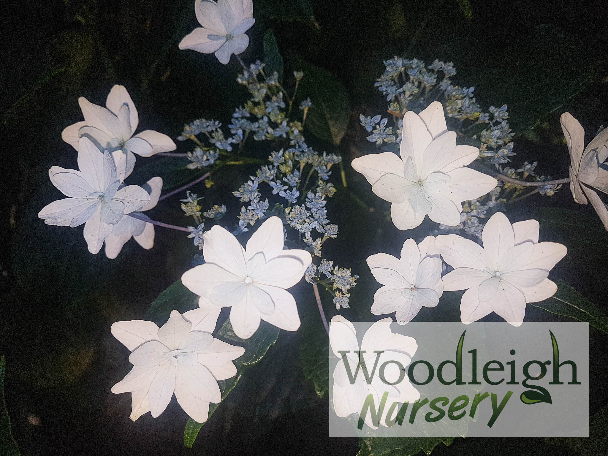 Hydrangea macrophylla Fireworks (Hanabi)