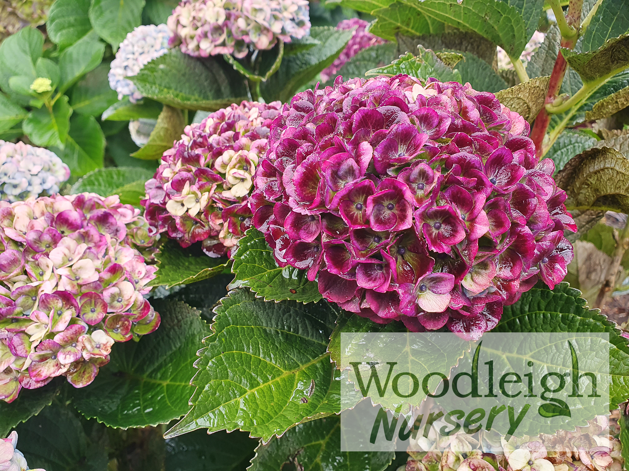 Hydrangea macrophylla Lollipop