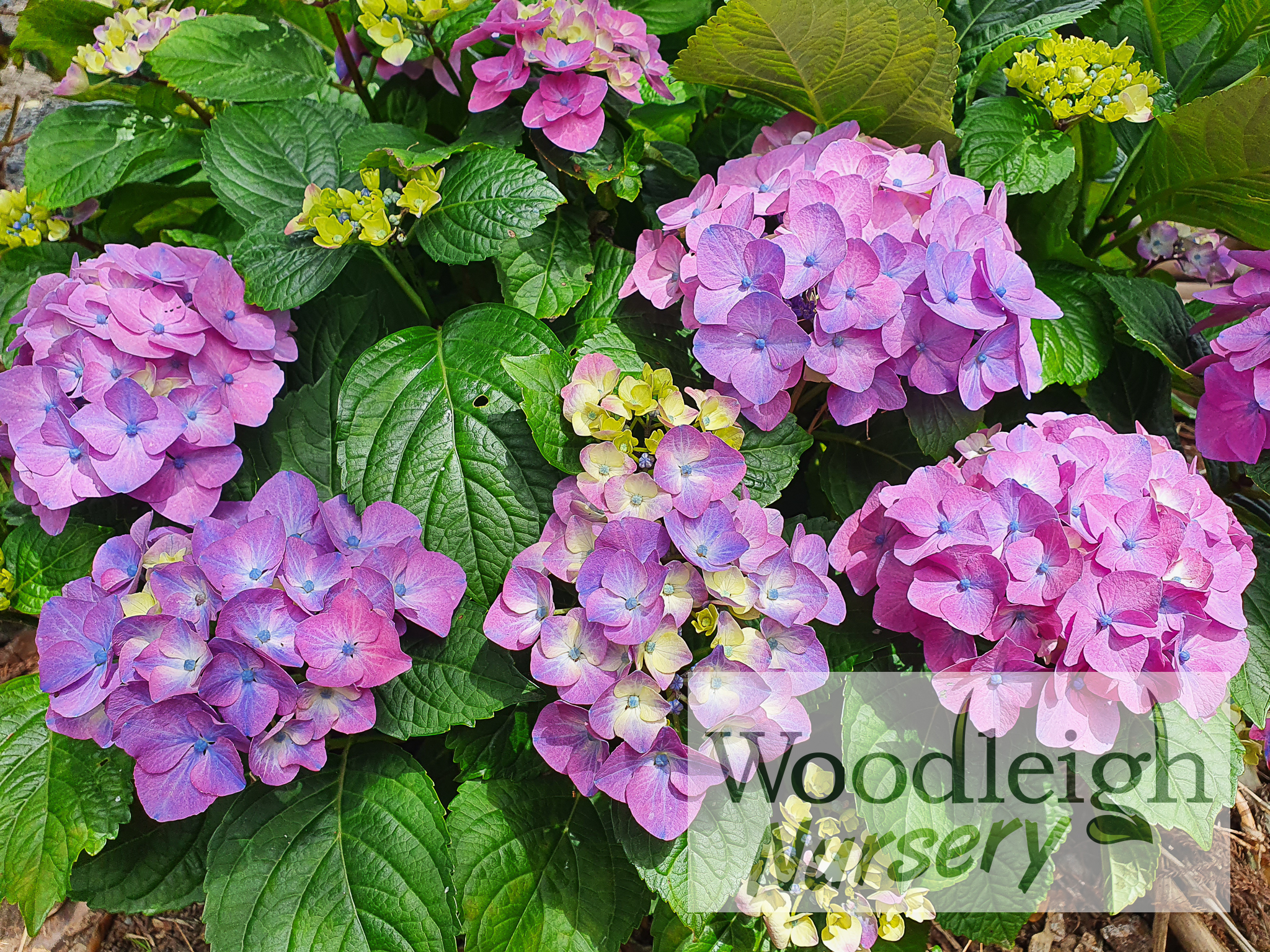 Hydrangea macrophylla Magical Robin
