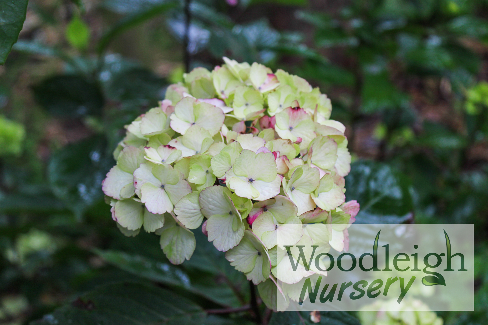 Hydrangea serrata Preziosa