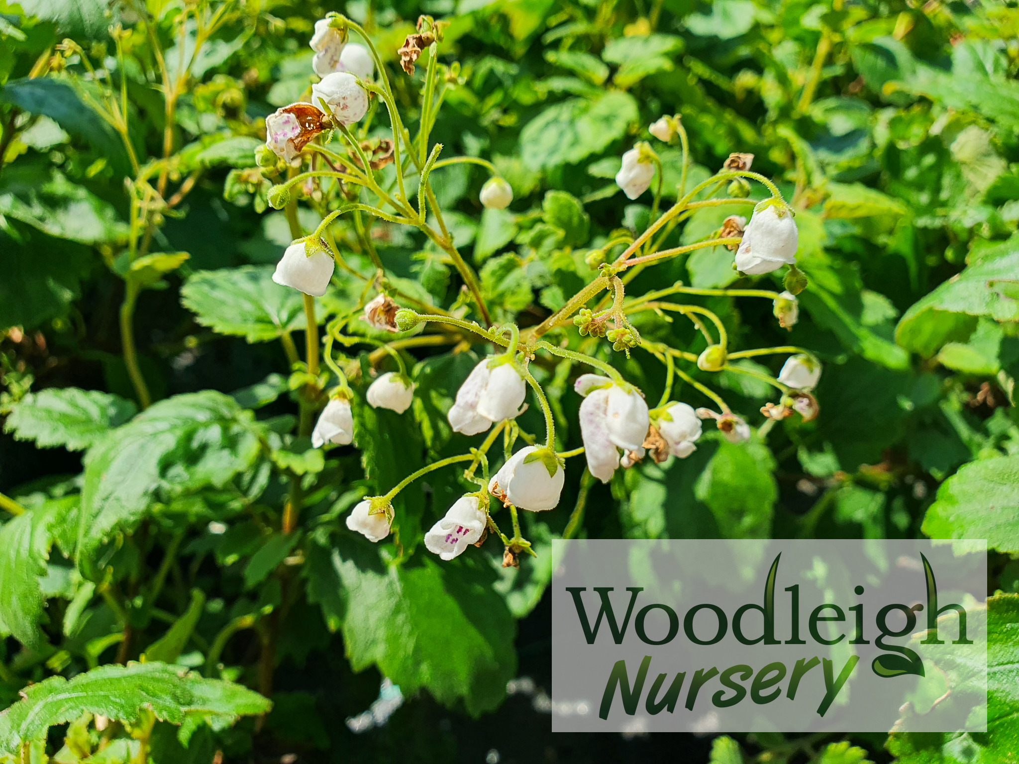 Jovellana sinclairii