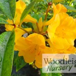 Rhododendron vireya Haloed Gold