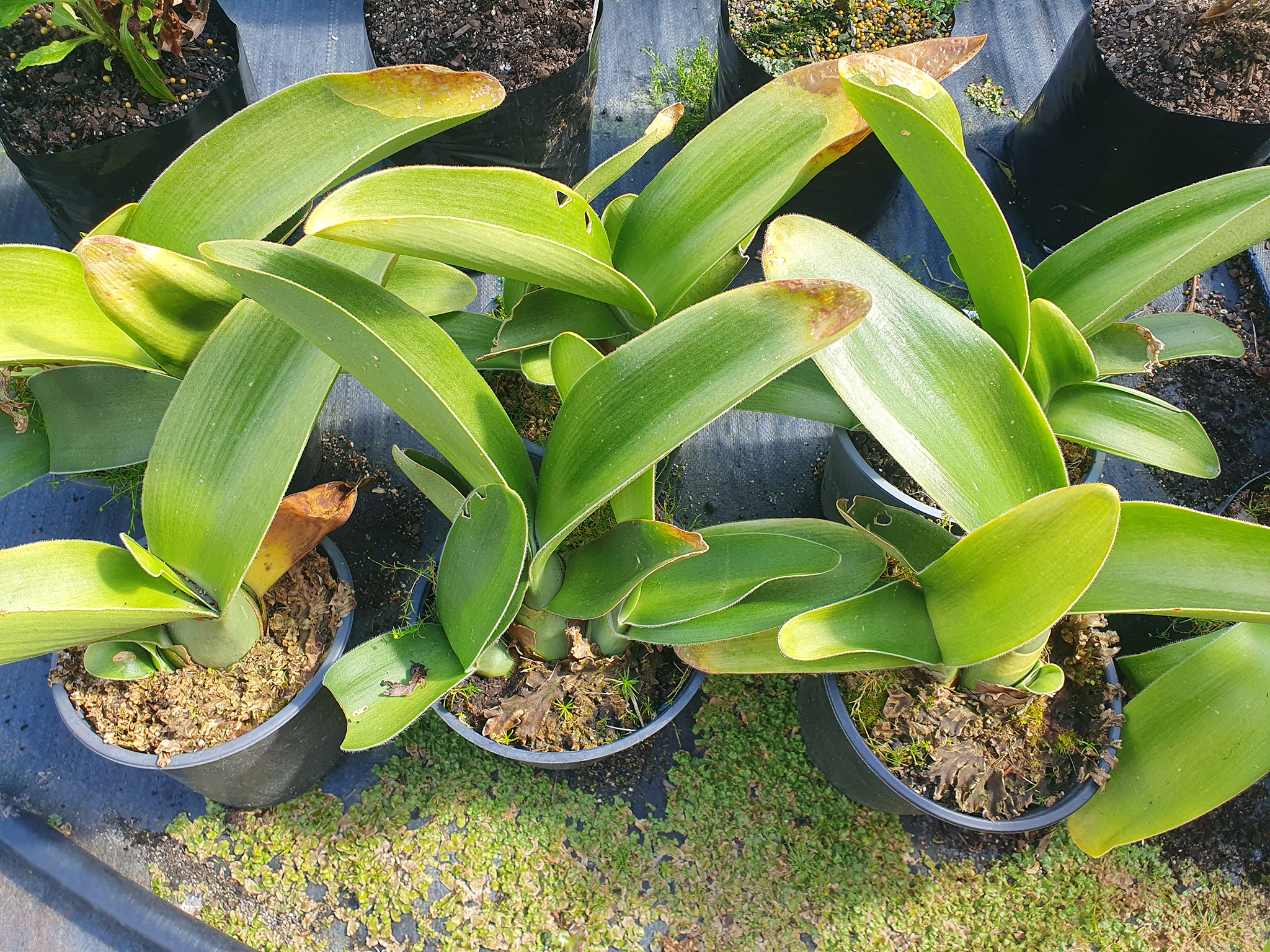variegated philodendron billietiae Philodendron billettiae High Variegation main image 0