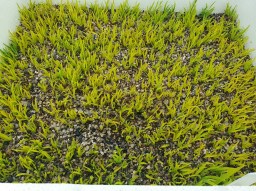 Libertia ixioides seedlings&nbsp;20251127_164656