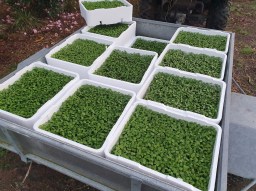 Pseudopanax lessonii seedlings 20250903_064630&nbsp;(1)